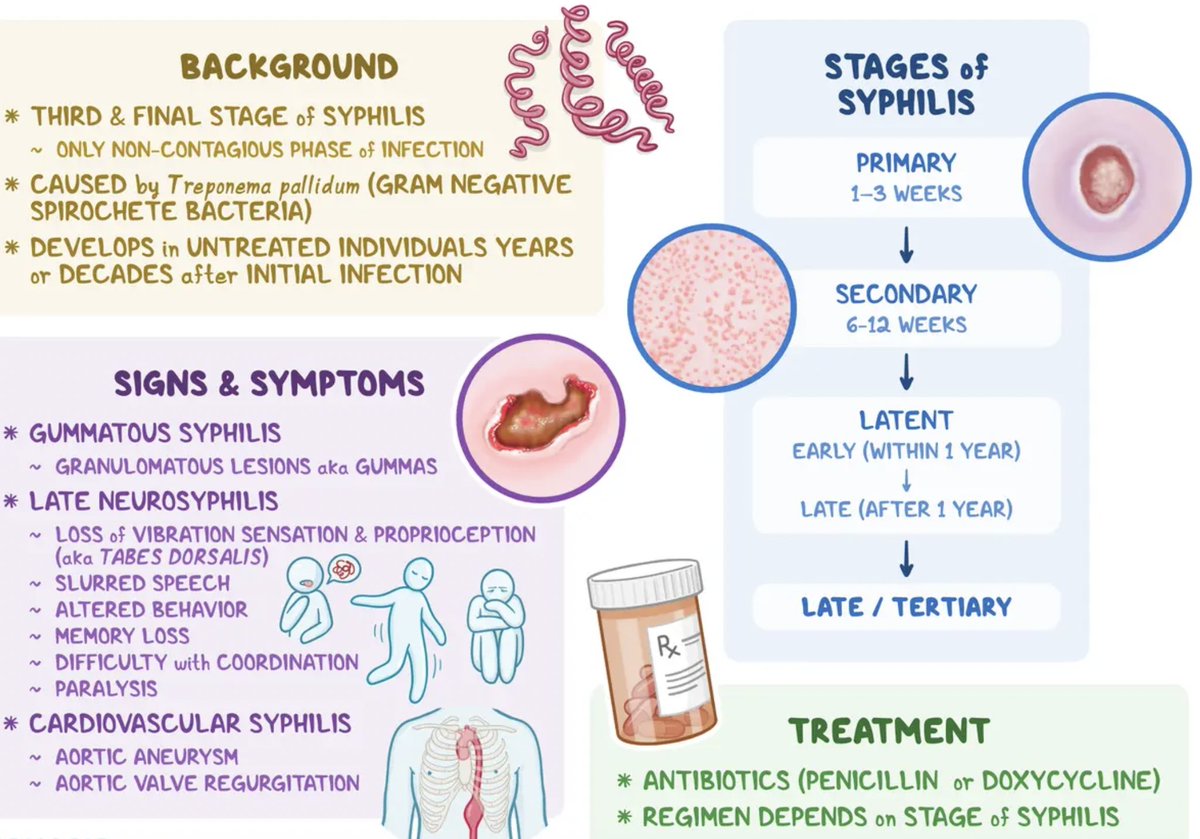 USMLEStepStudy's tweet image. Stages of syphilis infection- 
-Primary stage (chancre at ~3 wks)
-Secondary stage (systemic dissemination at ~ 6 - 12 wks,
-Latent stage, with tertiary complications (e.g., gummatous dz, CV syphilis, paresis, tabes dorsalis)...yrs later if infection not treated
-Tertiary (Neuro)