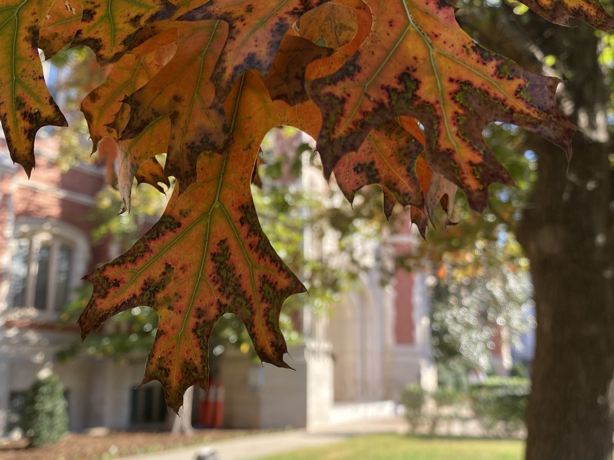 PalmeriJoAnn's tweet image. #FallColors on campus today near the Bizz 🍂#LibrariesFromTheOutside