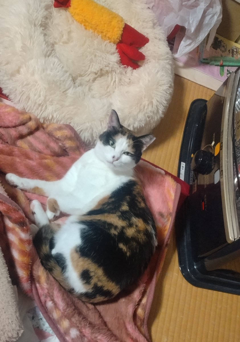 にゃっちページ ふじっち☆ (@Miumiu04613) / Posts / X