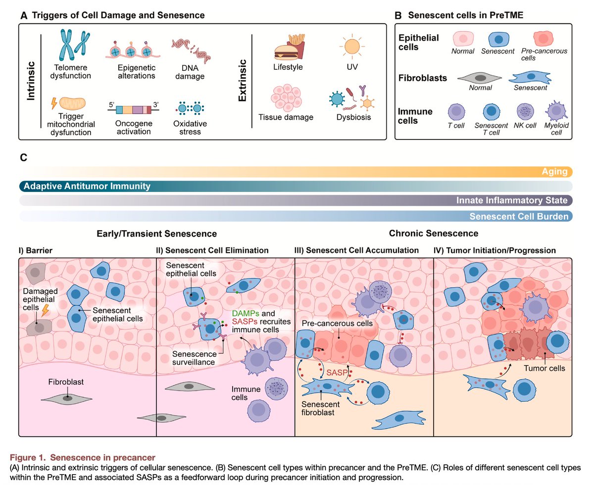 The role of senescent cells in pre-cancer lesions and how they can be targeted for prevention
cell.com/cancer-cell/fu… <a href="/Cancer_Cell/">Cancer Cell</a>