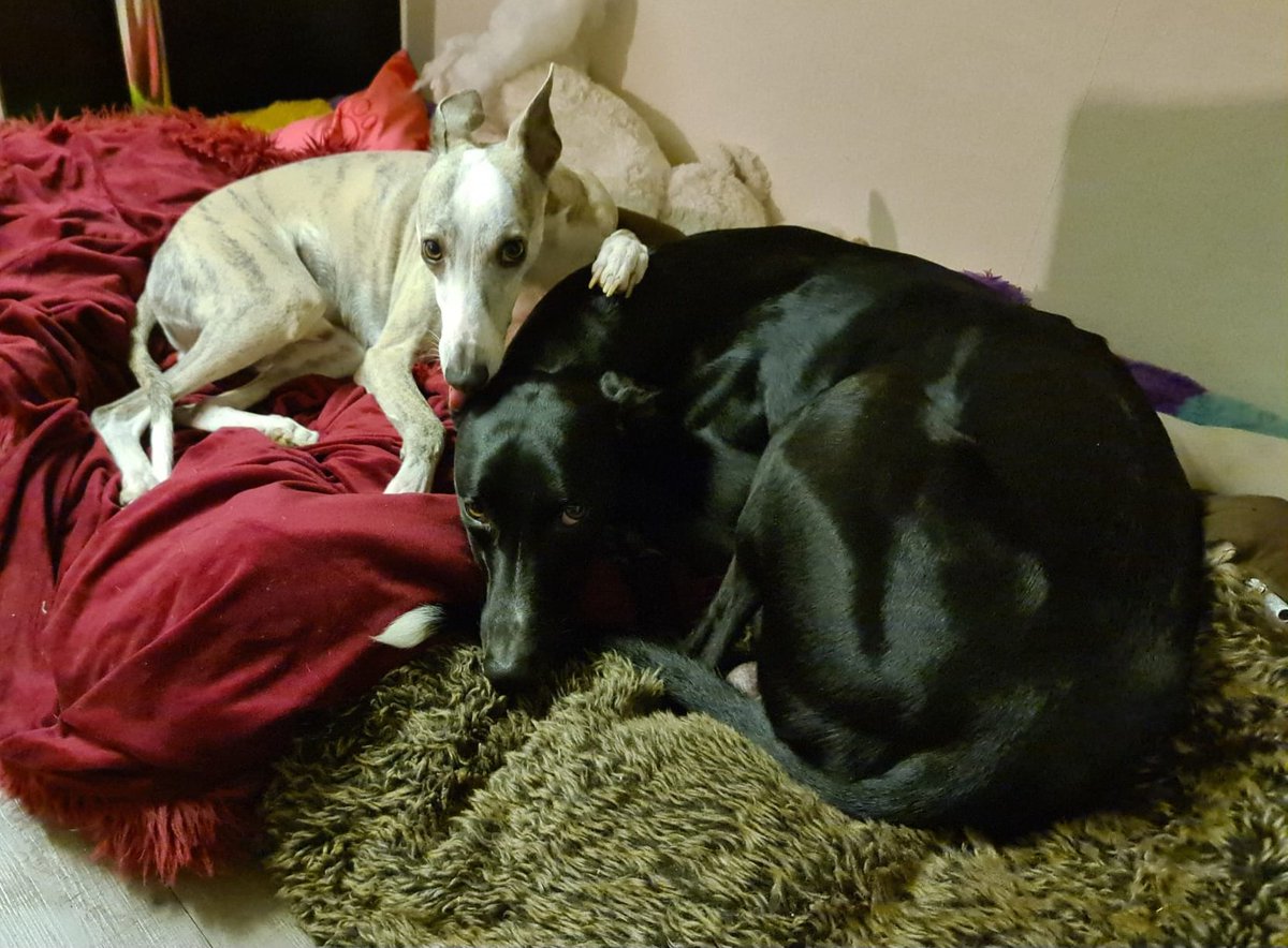 CooperWhippet's tweet image. I love my little big brofur 😍🤗💙🐾🐕