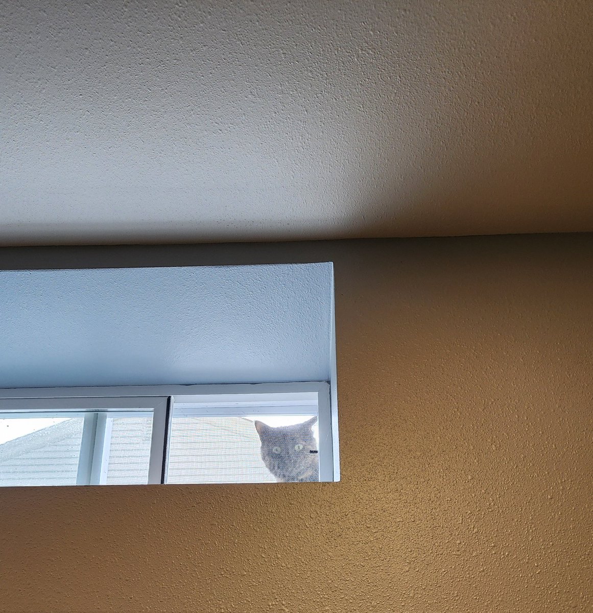 Random Cat is really trying to jumpscare me while I'm working 🤣