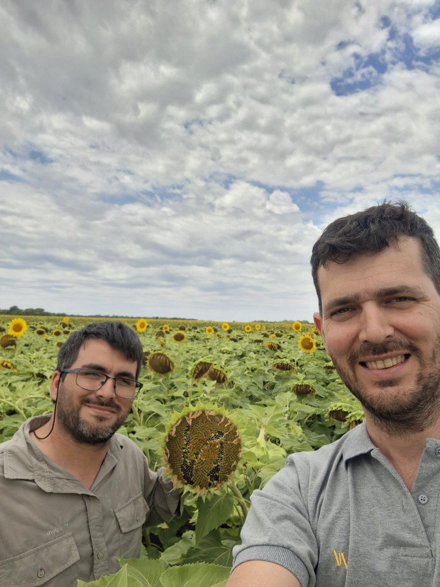 Semana en NEA con <a href="/emacasanas/">Ema Casañas 🌽 🌻 🍃 🚜 🌞</a> recorriendo muy buenos cultivos de girasol en general🌻🚀
No observamos Dalbulus en maíz pero igualmente hay que seguir monitoreando para definir estrategias porque el plato fuerte es el tardío 🌽
Pinta un buen año para una zona que lo necesita 💪🏻🙌🏻