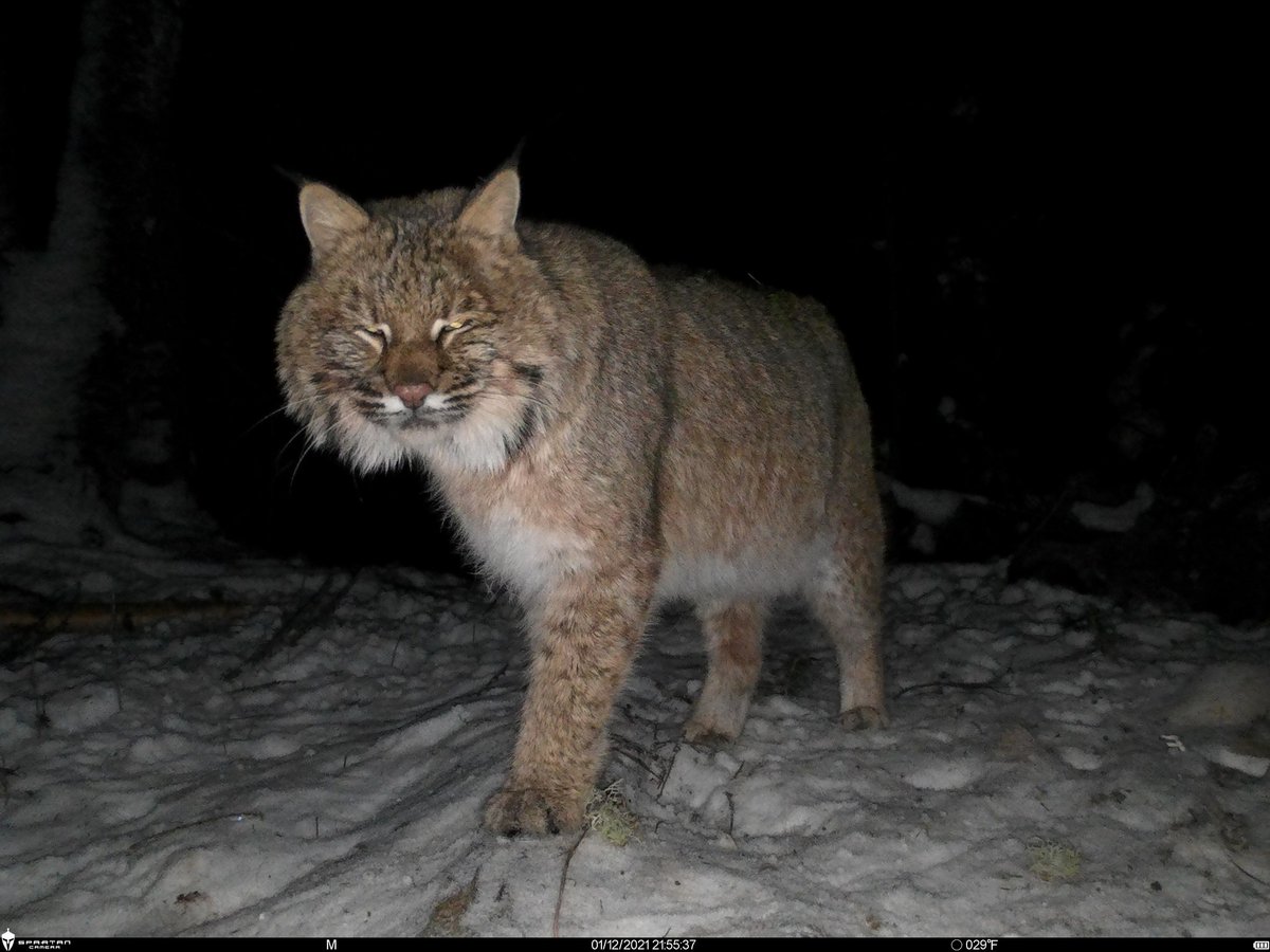 trailcam tweet media