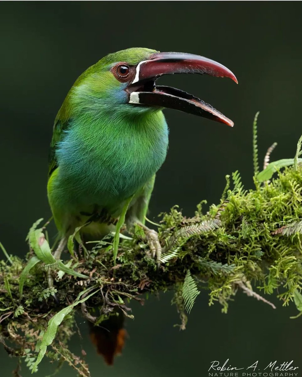 birdtalkX's tweet photo. The crimson-rumped toucanet (Aulacorhynchus haematopygus) is a near-passerine bird in the toucan family Ramphastidae. Credit: Robin Alexander Mettler, Colombia. https://t.co/whQdMj8WXq