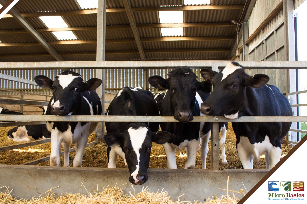 MicroBasics's tweet image. NEW BLOG: In today&apos;s dairy industry, managing heifer inventory strategically is essential for profitability. Overproduction of heifers can strain resources, while too few replacements may risk herd productivity. Click the link to read more! bit.ly/3X8KV23