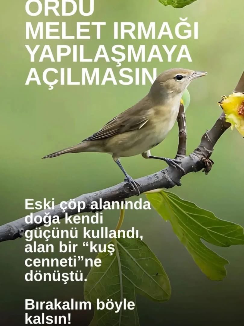 hasankaramustafaoglu (@hasankmoglu) on Twitter photo 