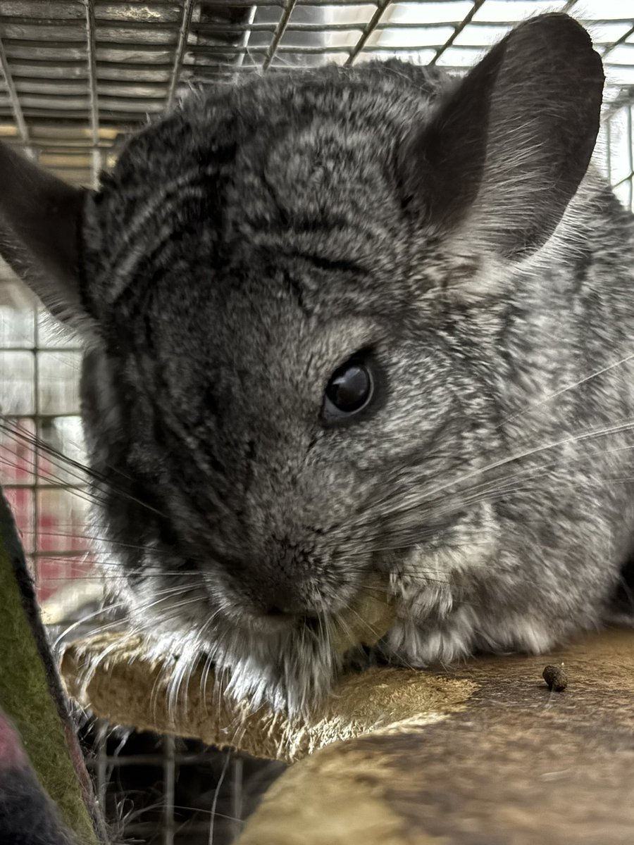 CHINformative's tweet image. Today is Rolo’s 17th birthday. She’s a lovely saggy older chinchilla now and her double (triple?) chin doesn’t stop her eating her birthday snackage.