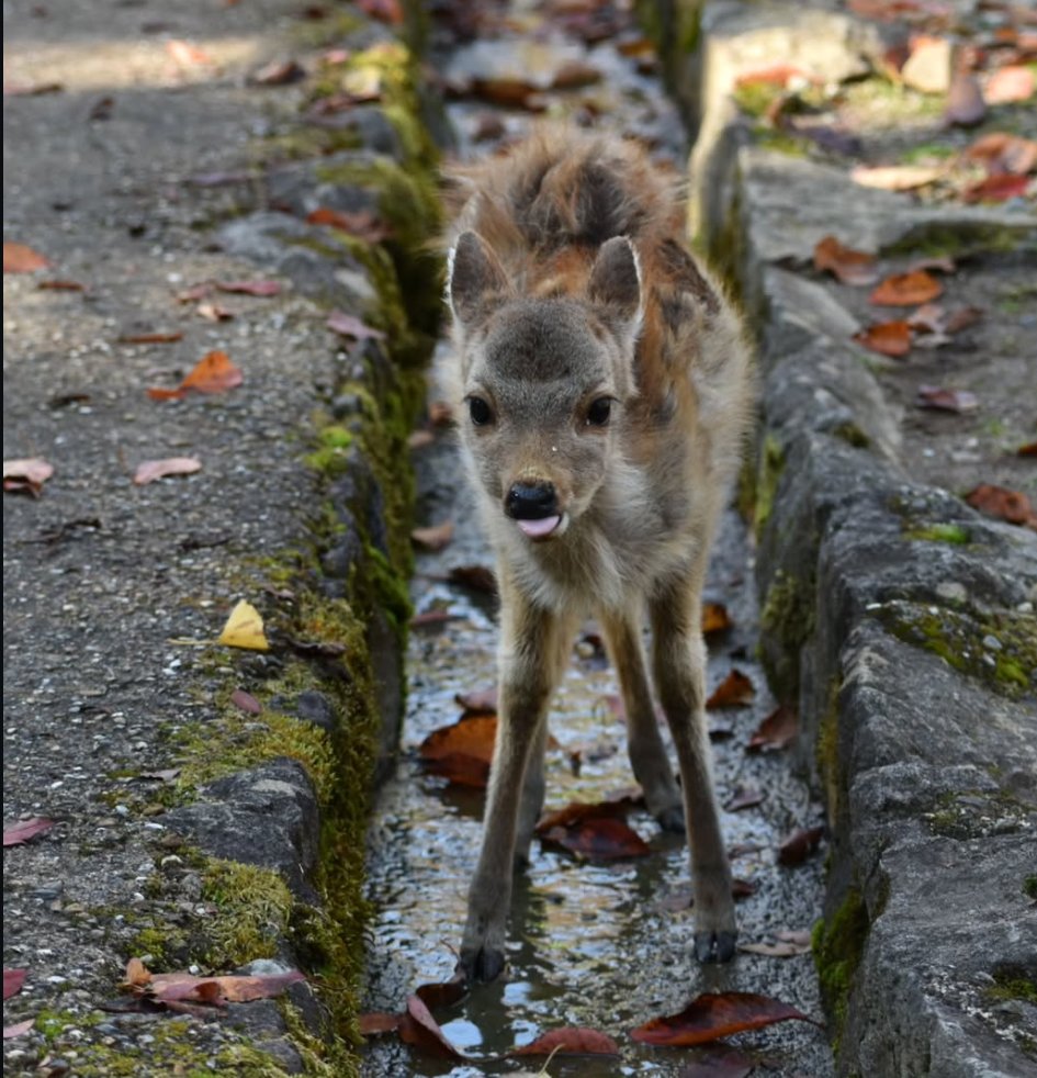 _kamimo's tweet photo. @dearpekoe Oh deer.... https://t.co/SexLuntZPq