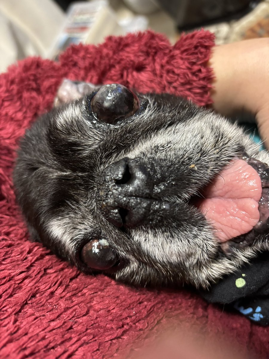 はなこ🐕おじいパグワンコと同居中🐾 tweet media