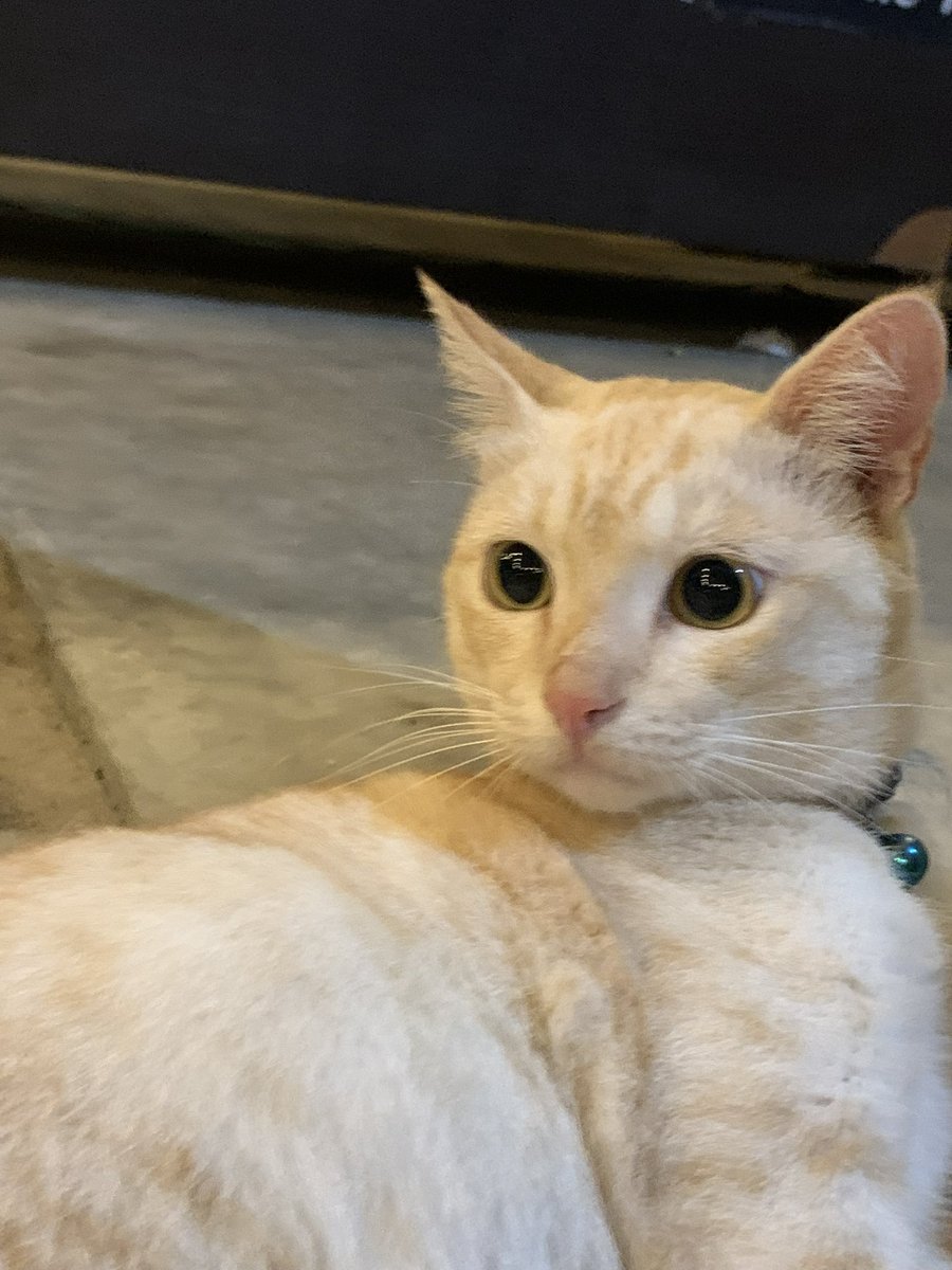 slssass's tweet photo. sakit kepala nangisin kucingku
mati dia😞
kucing paing kusayang juga
suh aku bawa ke dokterr dan sllu kusuapin makan,tpi besoknya makin lemas trus dia ngilang lgi trus pas datang aku kurunginn trus anaknyambah ku marah marah sruh lepasin,kann aku niatnya ngurungin biar bisa dibwa https://t.co/mGr8i5Osxp