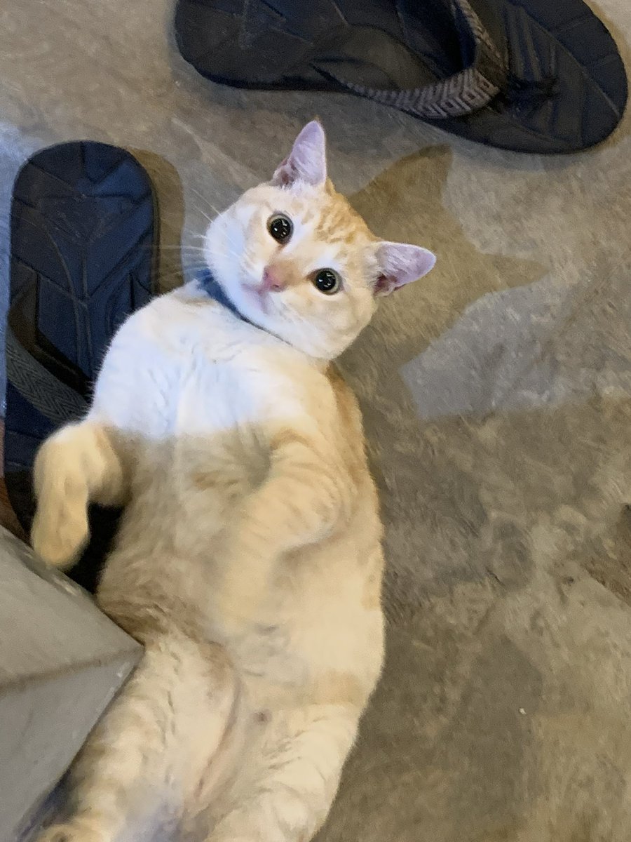 slssass's tweet photo. sakit kepala nangisin kucingku
mati dia😞
kucing paing kusayang juga
suh aku bawa ke dokterr dan sllu kusuapin makan,tpi besoknya makin lemas trus dia ngilang lgi trus pas datang aku kurunginn trus anaknyambah ku marah marah sruh lepasin,kann aku niatnya ngurungin biar bisa dibwa https://t.co/mGr8i5Osxp