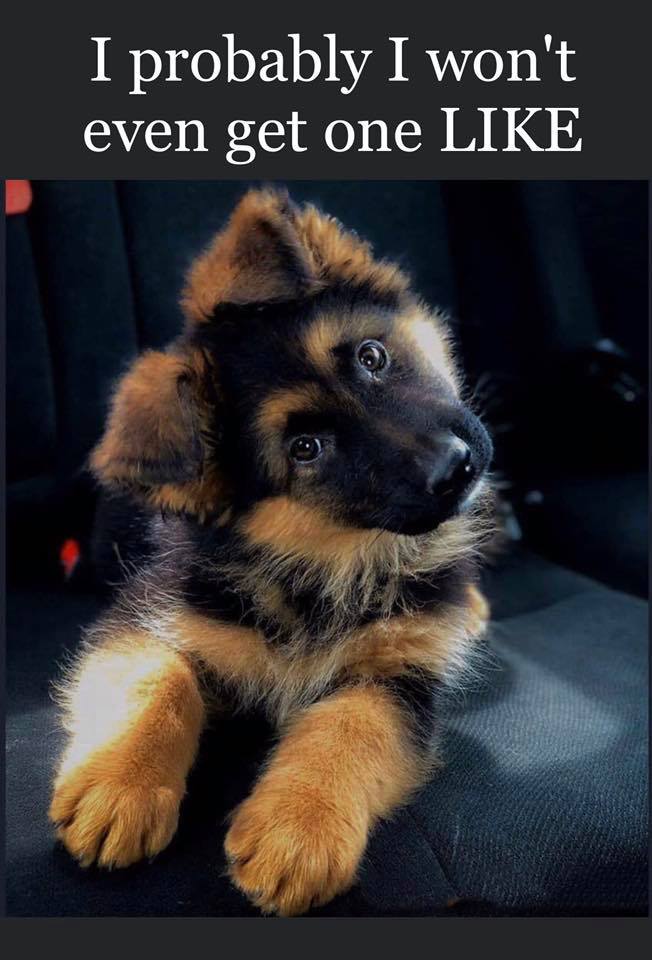 Beyond The Leash tweet media