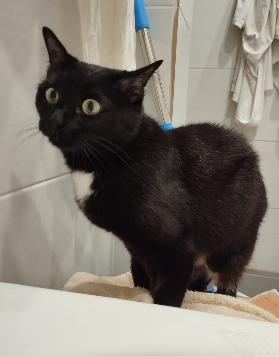 Опиши характер своего кота одним фото -