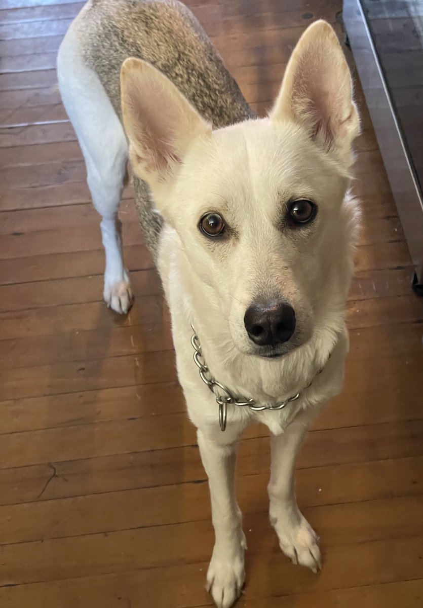 HadeanTides's tweet image. My sweet (evil) girl