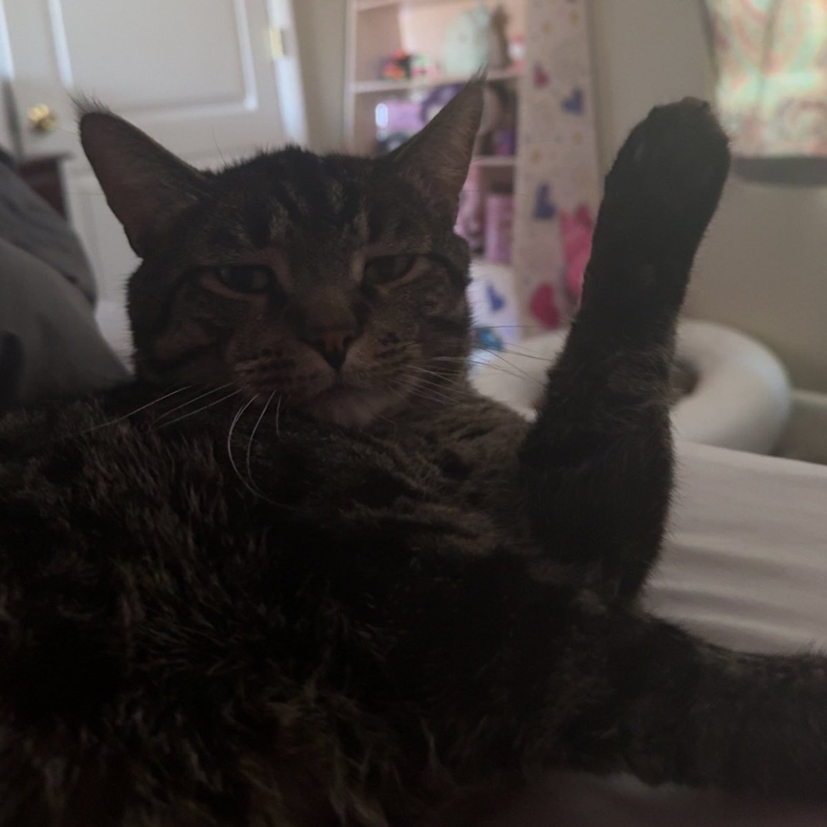 creebus_'s tweet photo. this my cat steve https://t.co/wQBSL2acjx