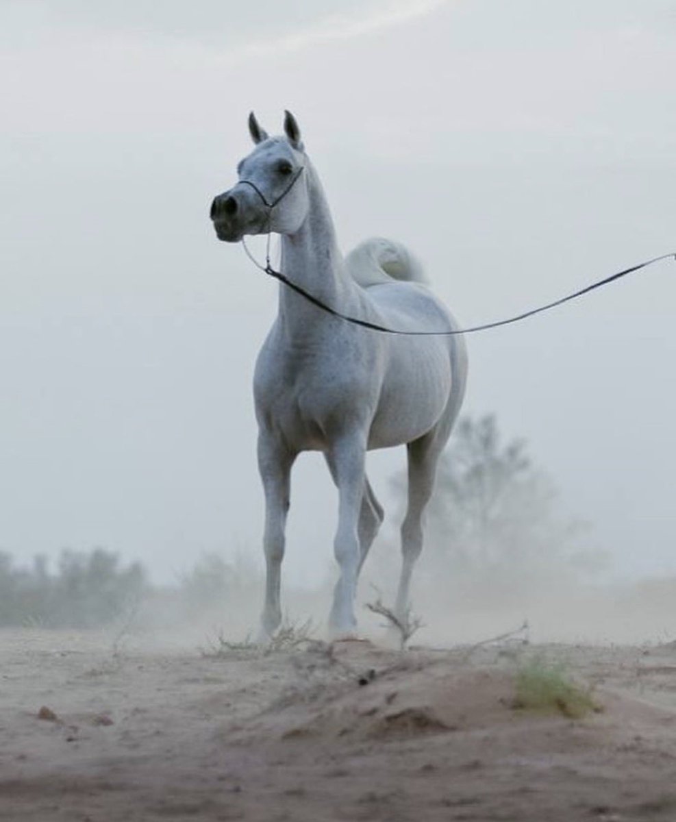 أ.الــشـــايـب tweet media