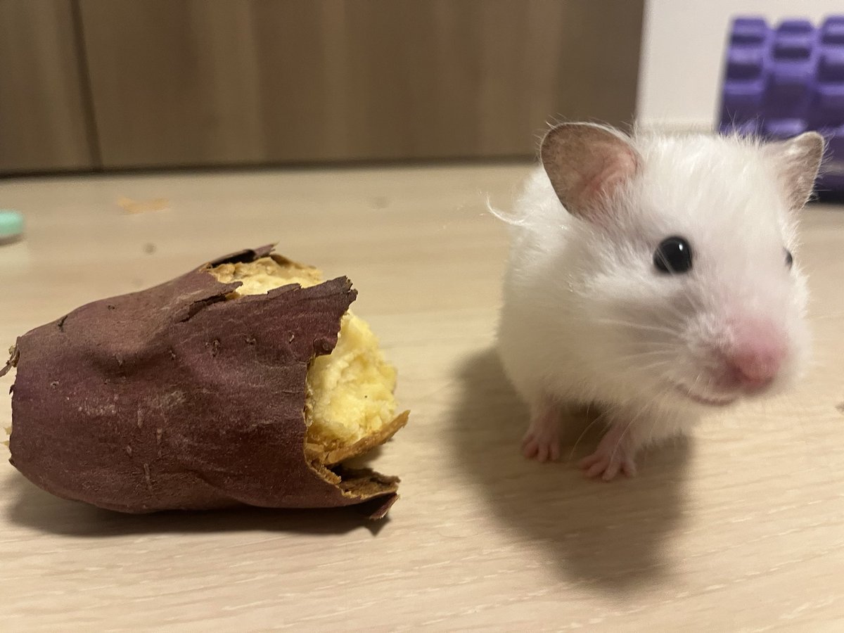 okogekun__'s tweet photo. 夫婦共々美味しそうでもおっきかったら苦手なご様子。
おっきな焼き芋にびっくりしてる

秋の味覚…ぶどうはあげたから…
次は梨かな？ https://t.co/6siCSTIQfa
