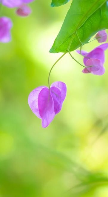 D_ArtsDesigns's tweet image. Nature&apos;s little love note! 💖 
Finding beauty and unexpected shapes in the simplest of blooms. 
If this photo made you smile, hit that retweet button! 

Click! buff.ly/1MauqQu 

#NaturePhotography #HeartInNature #MacroMagic