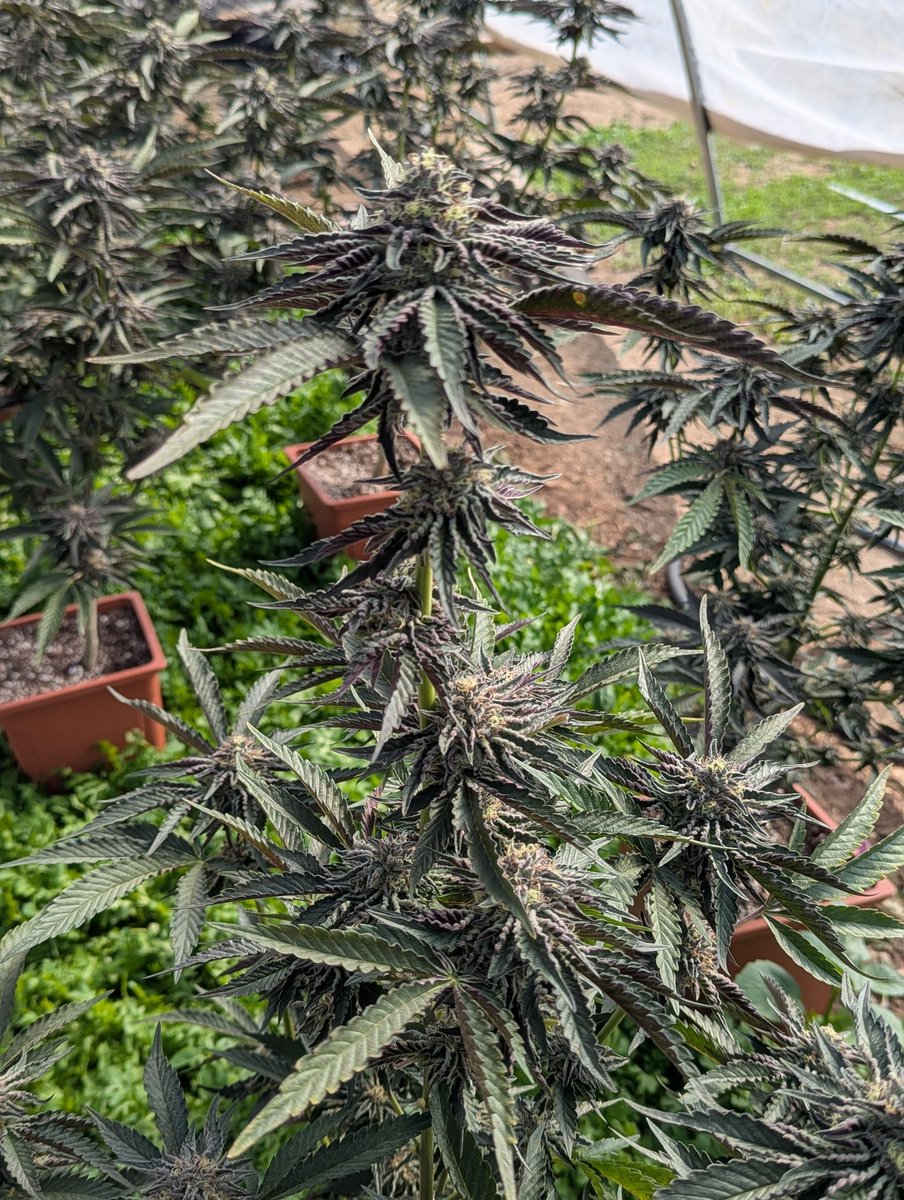 KnottyArtDaddy's tweet photo. Well they are coming along.
#gardening https://t.co/ZjYZyi8Fip