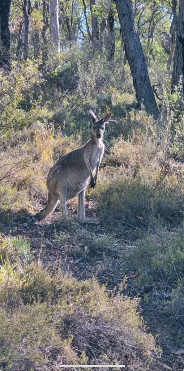 Broke Back Journey tweet media