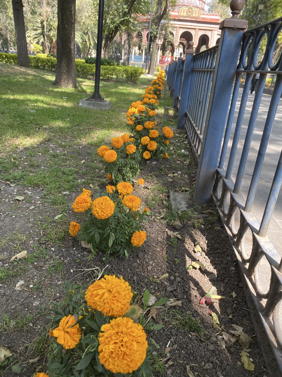 alex_lug's tweet image. Ya que por lo visto @AlessandraRdlv carece de un equipo que la aconseje correctamente, yo le recomiendo que el próximo día de muertos no compre flores de cempasúchil chinas, si le importa México, que apoye a los productores mexicanos, en lugar de llenar de flores chinas los…