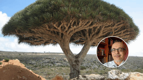 ‘The McGrail Report is #Gibraltar as you have never seen it before’ – Catharsis under the shadow of the Dragon Tree, writes F Oliva theolivepress.es/spain-news/202…