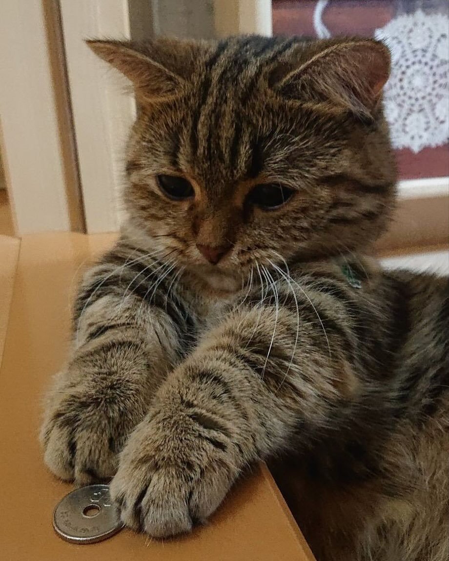 TheCatsX's tweet image. &quot;How much for cuddles?&quot;