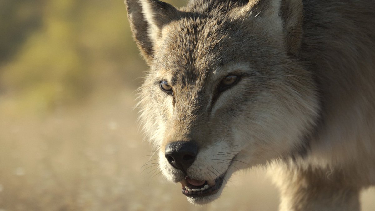 RL3004's tweet image. #PrehistoricPlanet #PrehistoricPlanetIceAge

Retweet to scare Colossal Biosciences.