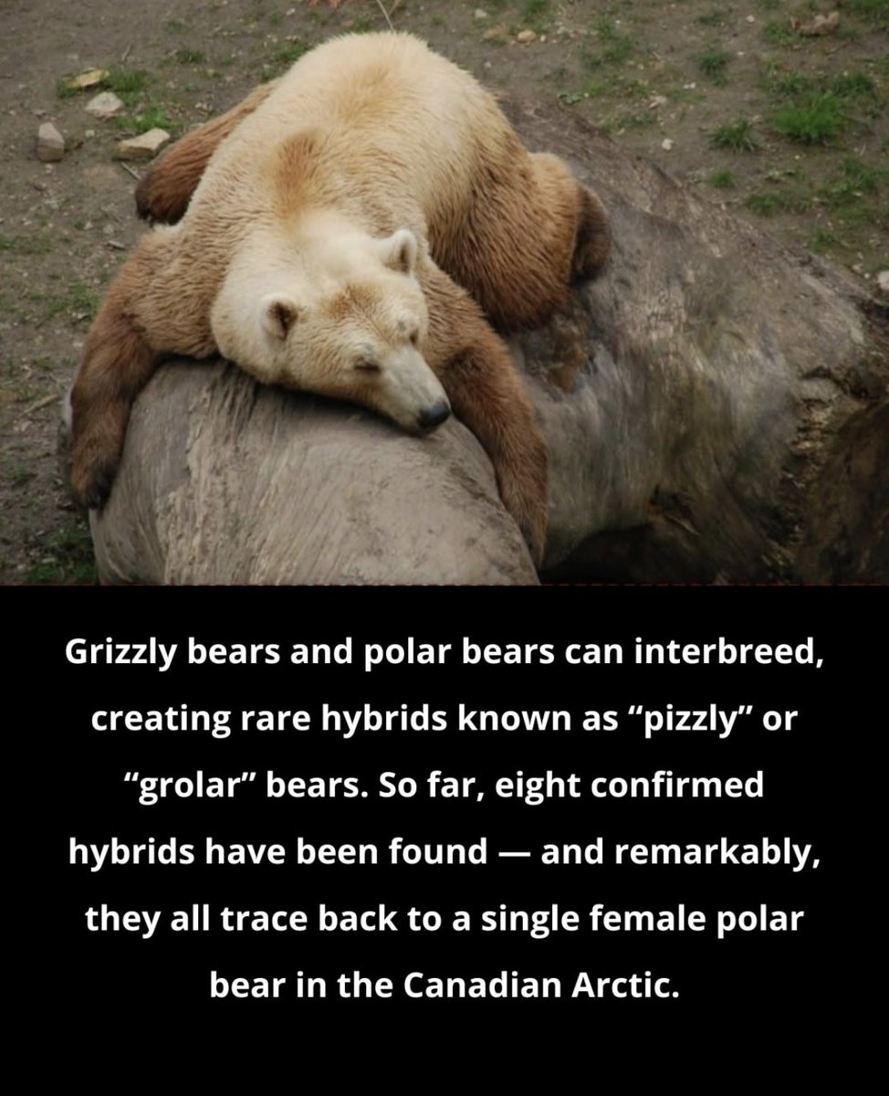 DailyBearPosts's tweet image. Pizzly