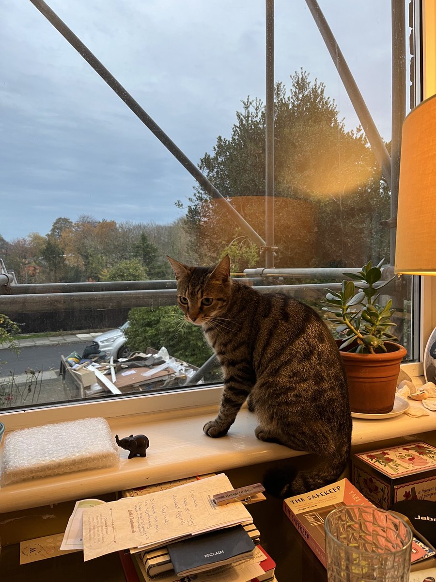 CoachingDB's tweet image. Love working under the watchful eye of this little beauty, who likes to sit on my lap when I type away. Just one thing: she is not mine. She just comes in. I am flattered 🐈😻