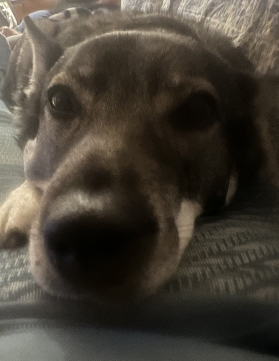 Pöhkelö kävi mutkan eläinlääkärillä. Anaalirauhaset tyhjennettiin ja jospa se metsä taas viikonloppuna maistuisi.Emännän jalkojen päällä tankkasi vähän läheisyyttä. Ei se ole helppoa mettäkoiran elämä!