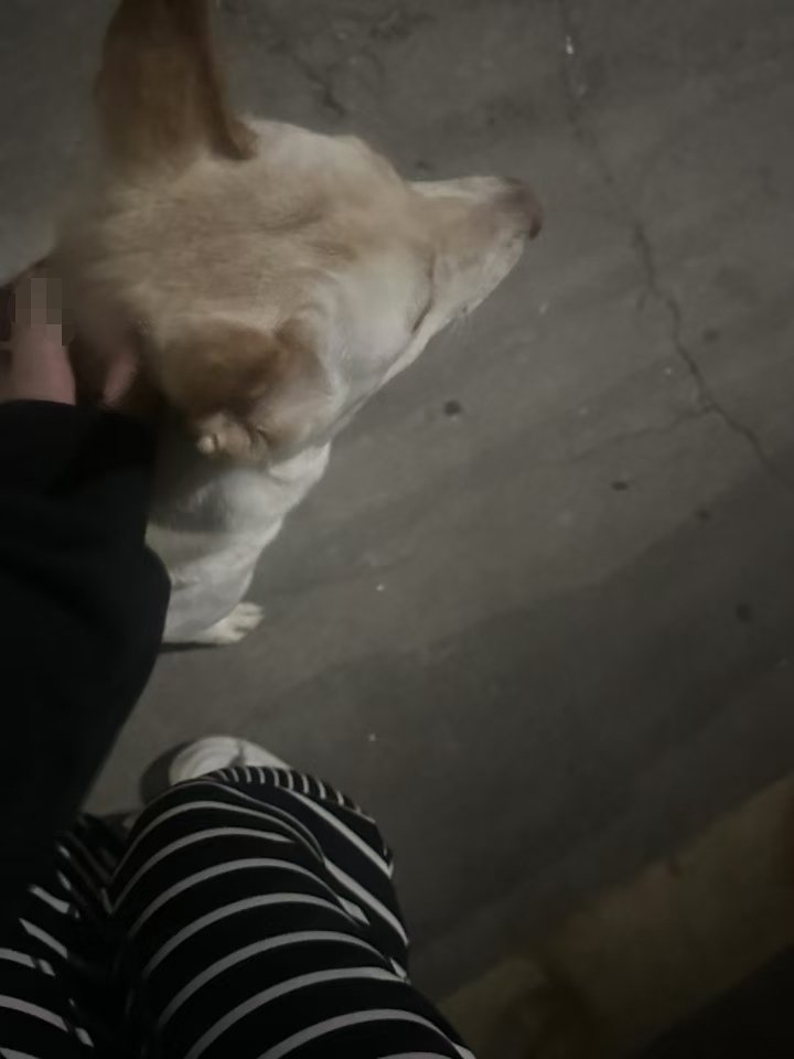 ZEro_eor's tweet photo. 🐾 https://t.co/Pl3xm2EeNs
