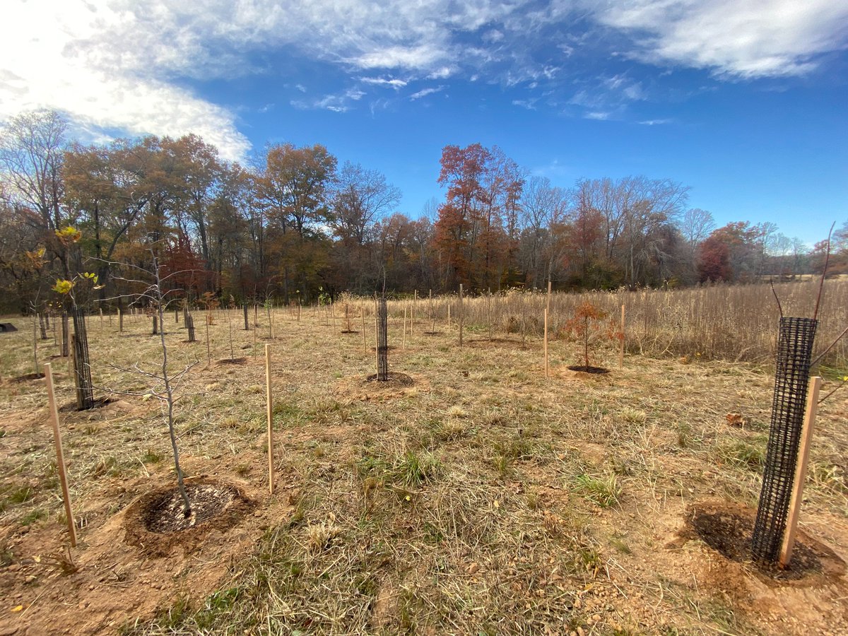 montgomeryplans's tweet photo. Exciting to see the start of our multi-year reforestation effort this week at the newly dedicated Royce Hanson Conservation Park in Poolesville. Eventually we'll plant 1600 trees and 270 shrubs to preserve + protect the Broad Run watershed 🌳💚 https://t.co/ZWic5VVpKC