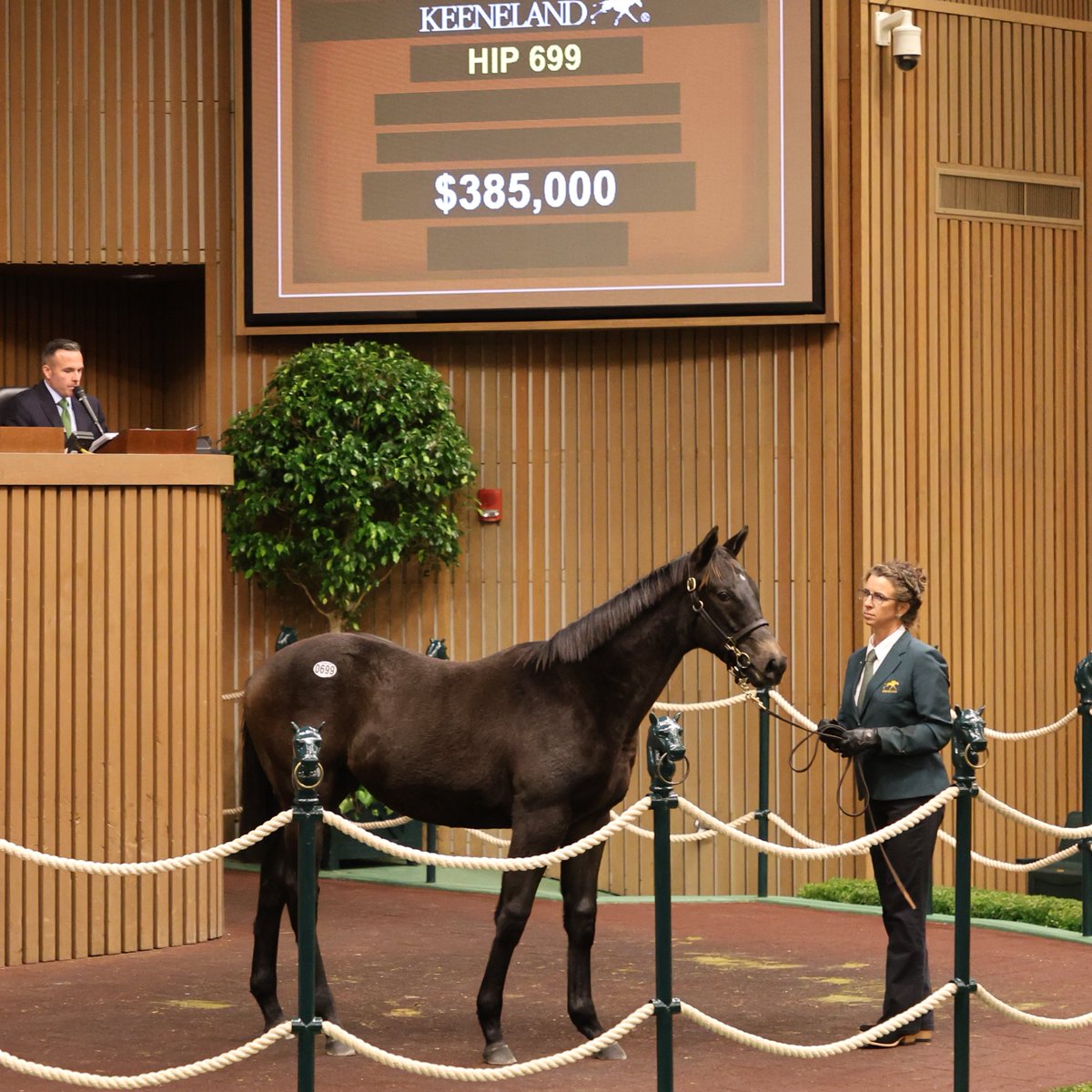 spendthriftfarm's tweet photo. We see you El Presidente. @stoolpresidente acquires this 5-star recruit from the first crop of 3-time G1 winner TAIBA for $385,000 at @keenelandsales. π
#TheTopGun #BuiltToFly βοΈ