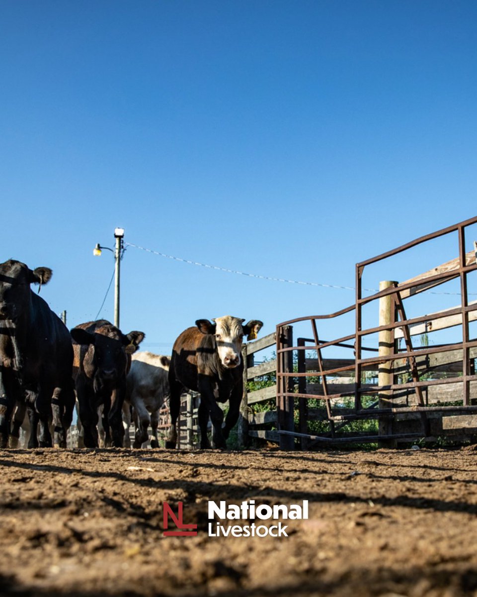 Markets move fast. That’s why our Livestock Risk programs are built by cattlemen who understand both sides of the sale. Protect your herd. Secure your future.

nationallivestock.com