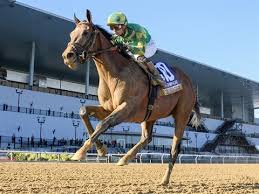 HORSERACING1002's tweet photo. CHANCER MCPATRICK🇺🇸2022
(MCKINZIE ▪︎ BERNADREAMY BY BERNARDINI)
#ChancerMcPatrick
B/ Rigney Racing (Ky) February 24, 2022
O/ Flanagan Racing
T/ Chad C. Brown
FTKJUL $260,000
OBSAPR $725,000
10-4-1-1---$817,875
Champagne S G1, Hopeful S G1, Curlin S,
2nd Tampa Bay Derby G3
3rd Breeder's Cup Mile G1.
Stands at Spendthrift Farm
