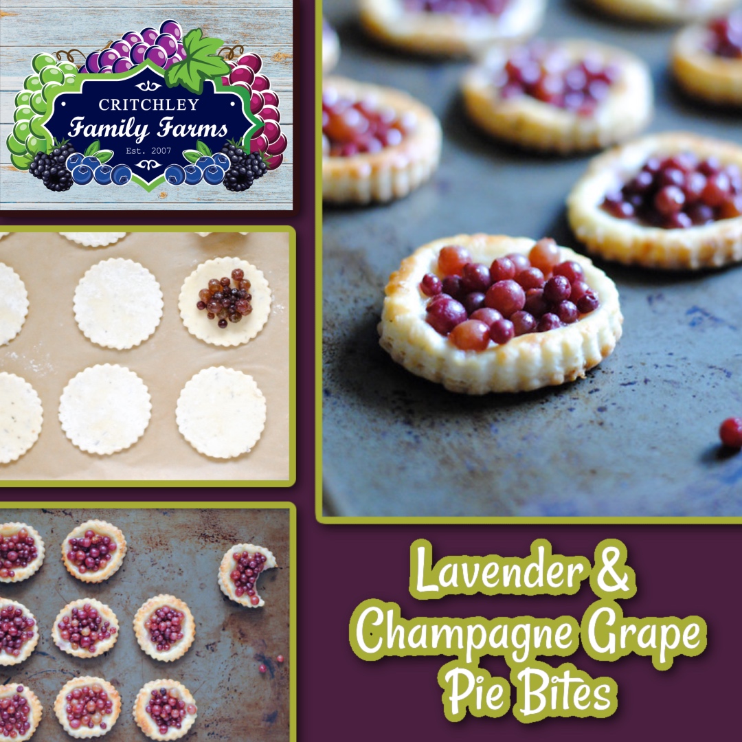 These Lavender Champagne Grape Pie Bites turn our fresh #CaliforniaGrapes into mini masterpieces — buttery, floral, and perfectly sweet. Made w/grapes from Critchley Family Farms, they’re the ultimate treat for your next gathering (or a cozy night in!).  critchleyfamilyfarms.com/recipes/lavend…