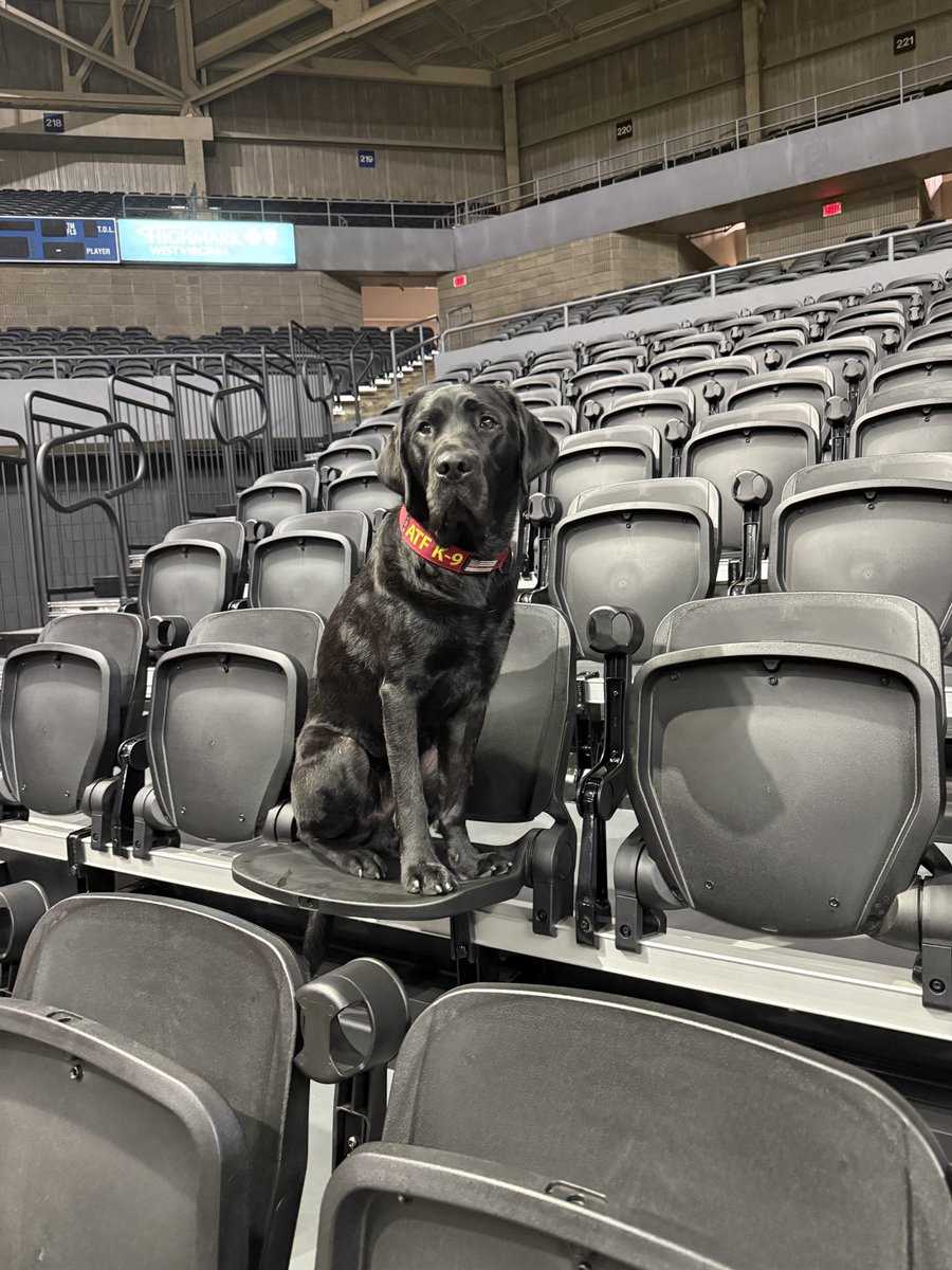 HannahClineWCHS's tweet image. The new seats at the Charleston Coliseum &amp;amp; Convention Center are Pancake approved 🐶