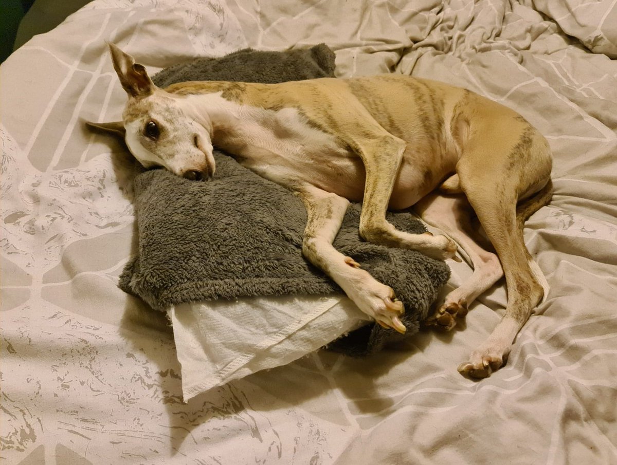 CooperWhippet's tweet image. Oh my days 😍 just checked on Coop upstairs and just look at his little smiley face 🤗💙🐾🐕😍