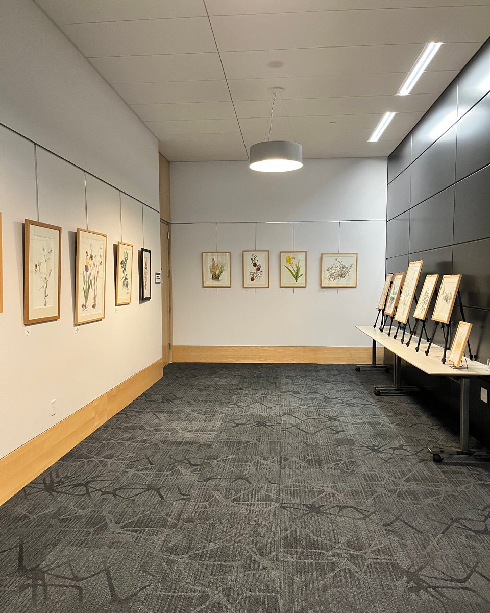 HaywardLibrary's tweet image. There&apos;s still time to see the Local Botanical Plants of Parks &amp;amp; Gardens at the Downtown Library (2nd floor). The exhibit showcases Hayward Arts Council members&apos; botanical illustrations of local Iris hybridizers. It&apos;ll be on display until November 8. 

hayward-ca.gov/public-library…