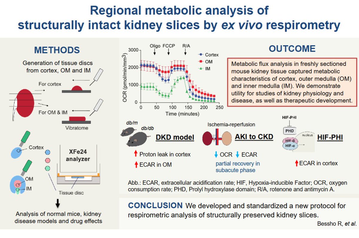 AJPRenal's tweet photo. Let's check out this #ArticleinPress all about #metabolism! Regional metabolic analysis of structurally preserved kidney slices by ex vivo respirometry (Ryoichi Bessho et al. @VUMCDiscoveries):

https://t.co/8H8shEVeY7 https://t.co/6SPu5BbzEx
