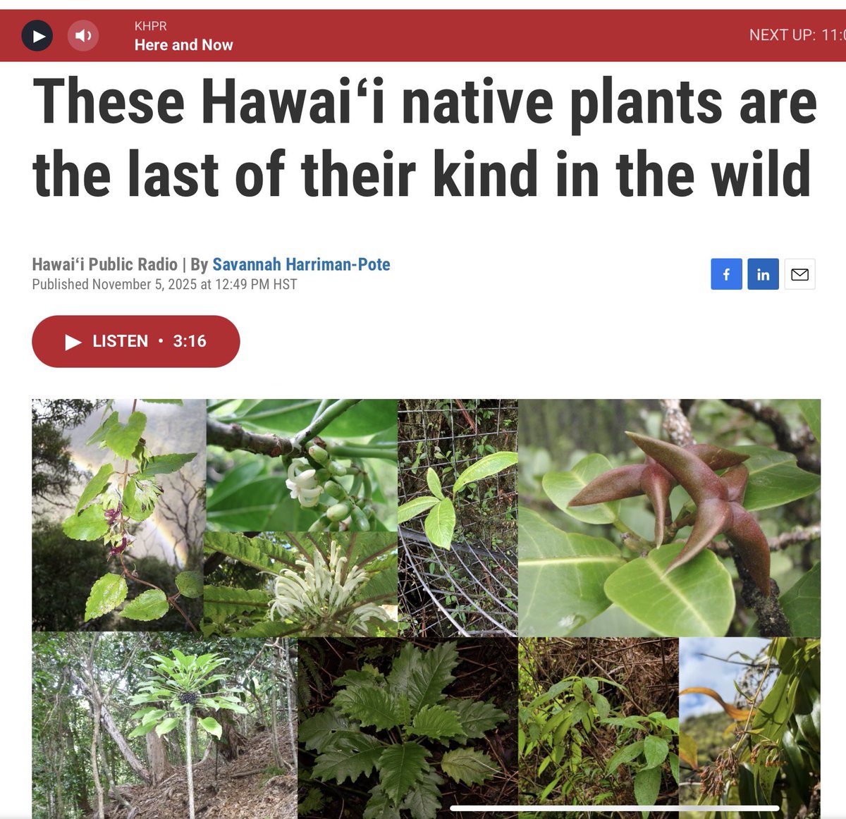 Hawaiʻi has 18 plant species with only a single wild individual left. Dozens more around the world hang by the same thread.

We count what’s visible but most extinctions happen before we even know the species exist, plants especially.
#SixthMassExtinction