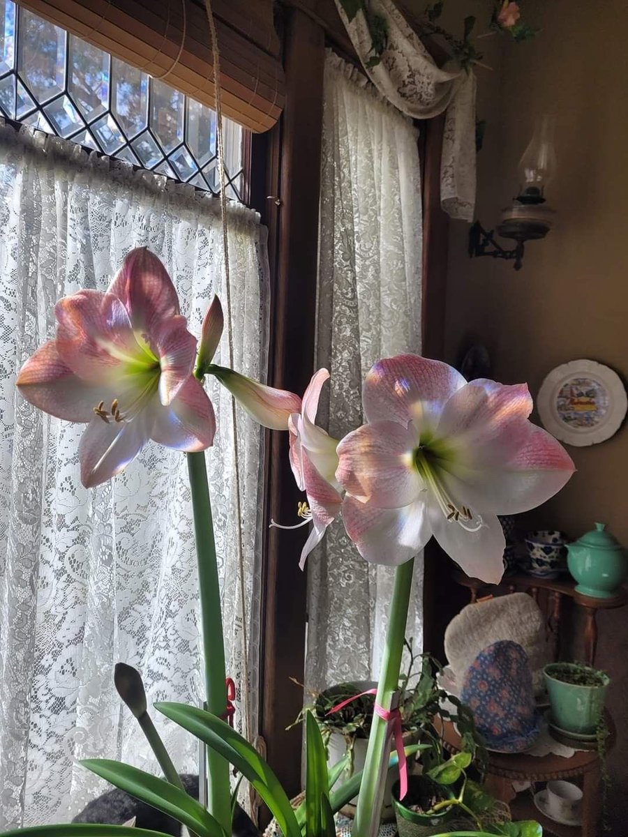 سـارة (@ta___i1) on Twitter photo 