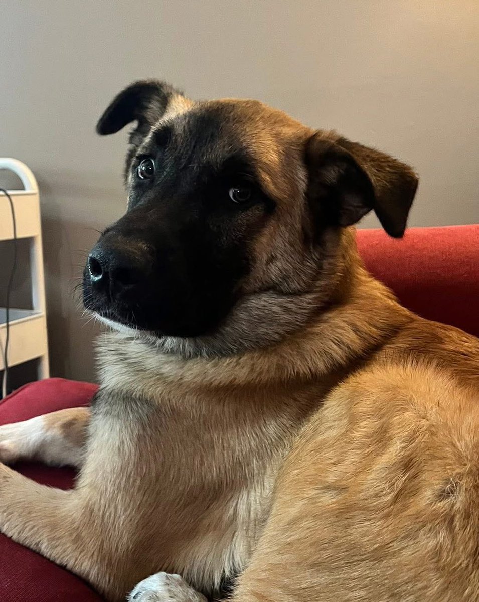 Lucky_Pup_SC's tweet image. Did you know that the more reach we have (likes, follows, reposts), the easier it is to get our dogs noticed &amp;amp; adopted?

If you want to help our fosters find their forever homes, go ahead and give us a follow! Interact with our posts! Help dogs like Auggie, Chuck &amp;amp; Licorice!