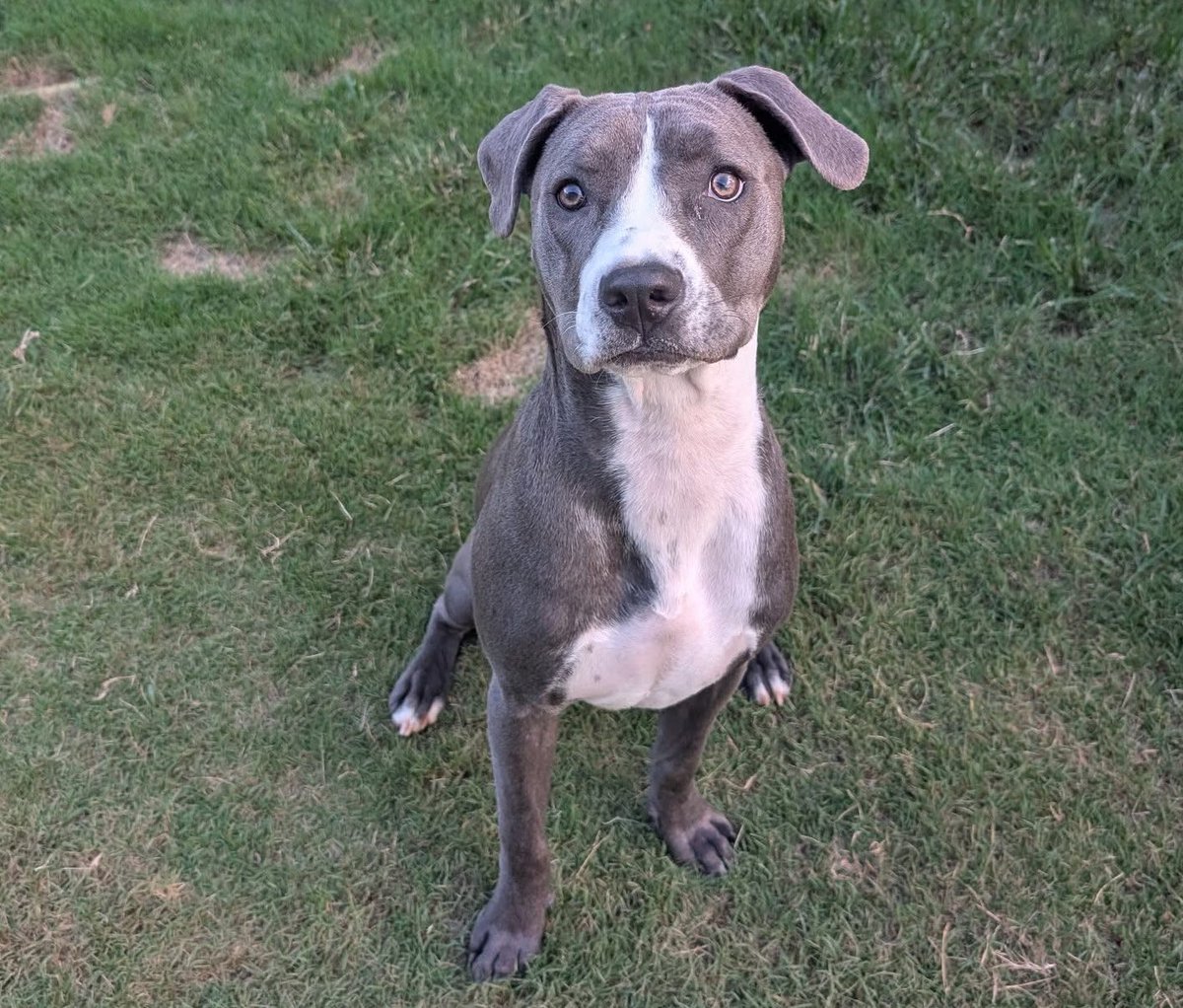 Lucky_Pup_SC's tweet image. Did you know that the more reach we have (likes, follows, reposts), the easier it is to get our dogs noticed &amp;amp; adopted?

If you want to help our fosters find their forever homes, go ahead and give us a follow! Interact with our posts! Help dogs like Auggie, Chuck &amp;amp; Licorice!