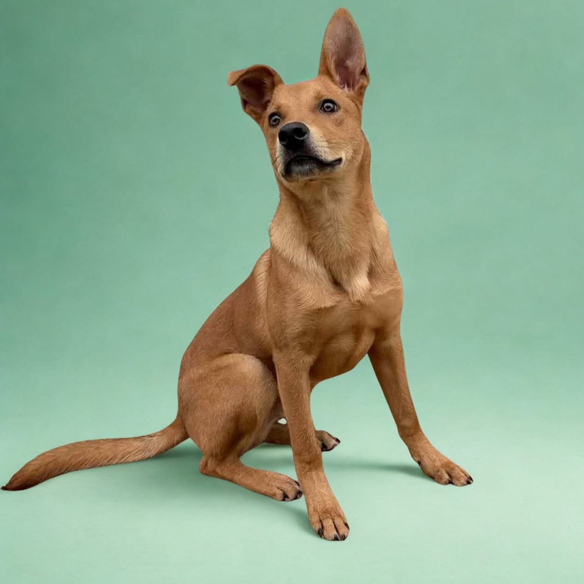 Lucky_Pup_SC's tweet image. Did you know that the more reach we have (likes, follows, reposts), the easier it is to get our dogs noticed &amp;amp; adopted?

If you want to help our fosters find their forever homes, go ahead and give us a follow! Interact with our posts! Help dogs like Auggie, Chuck &amp;amp; Licorice!