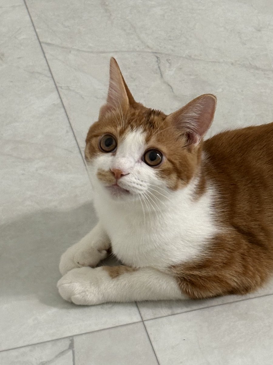 오른쪽 주둥이왜저러지하구 입벌려봤더니 ㅠㅠㅠ 유치가 빠질락말락 달랑거리고있어슴… 에구 ㅜㅠ