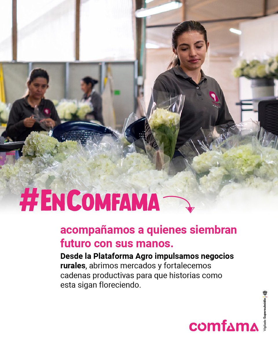 A veces los sueños germinan donde menos lo imaginamos. En La Ceja, entre hortensias y neblina fresca, Daniela Giraldo encontró su destino floreciendo en silencio: Magenta Farms, una finca pequeña con un corazón gigante. 🌸

💡Todo empezó como un favor para su mamá: ayudarla con