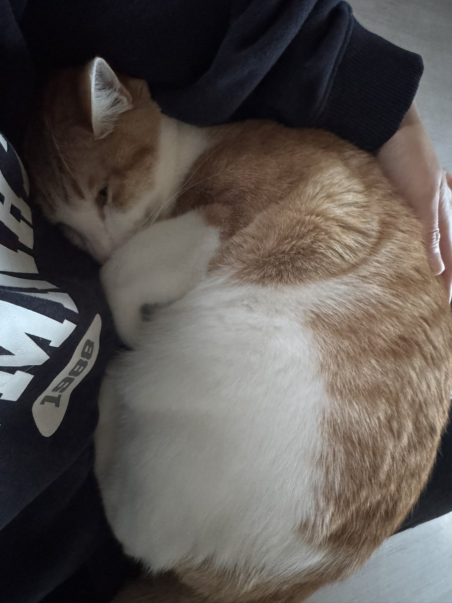 sunofbi22's tweet photo. 이불덮고 자는 냠미 https://t.co/sz5dKPqQni